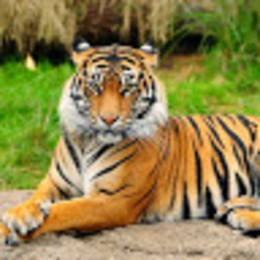 Meet your Posher, Boss